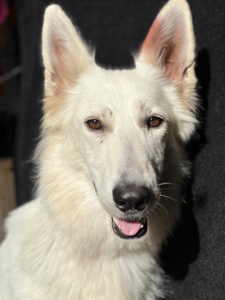 Sky De Luna Canis Lupus